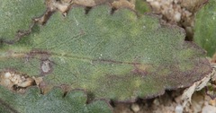 Grindelia ciliata