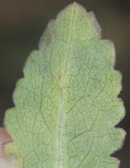 Grindelia ciliata