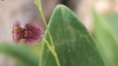 Stelis villosa