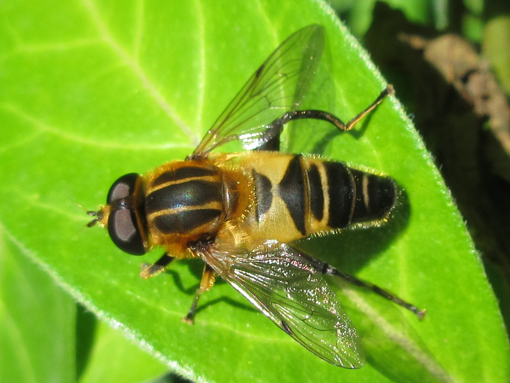 Helophilus eristaloidea