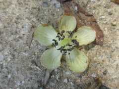 Actinidia arguta