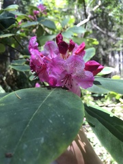 Rhododendron macrophyllum