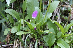 Primula austrofrigida