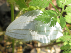 Ditrigona conflexaria