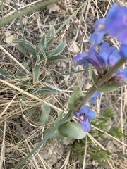 Penstemon cyananthus