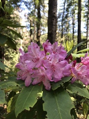 Rhododendron macrophyllum