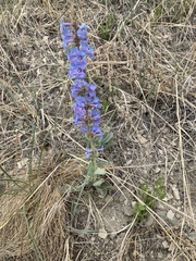 Penstemon cyananthus