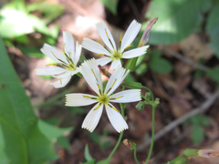 Ixeridium dentatum albiflorum