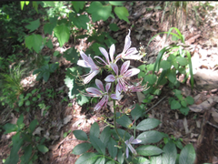 Dictamnus dasycarpus