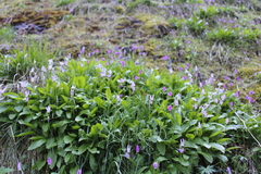 Primula austrofrigida