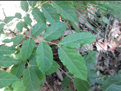 Picrasma quassioides