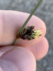 Amphiscirpus nevadensis