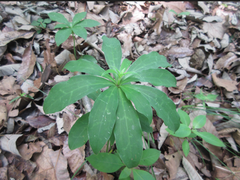 Lilium tsingtauense