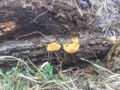 Gymnopilus junonius