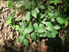 Lindera glauca