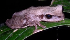 Cayenne Slender-Legged Treefrog photo 3
