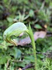 Pterostylis hispidula