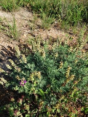 Dalea lasiathera