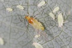 Illinoia liriodendri