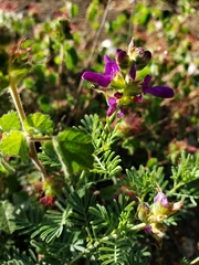 Dalea lasiathera