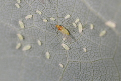Illinoia liriodendri