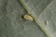 Illinoia liriodendri