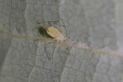 Illinoia liriodendri