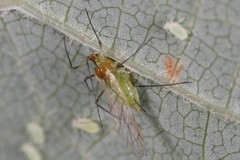 Illinoia liriodendri