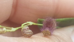 Stelis villosa