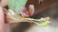 Stelis villosa