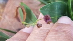 Stelis villosa