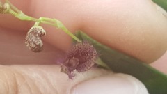Stelis villosa