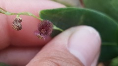 Stelis villosa