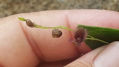 Stelis villosa