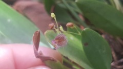 Stelis villosa