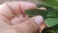 Stelis villosa