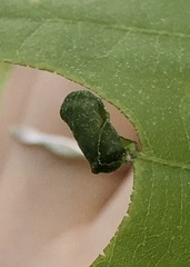 Homoeolabus analis