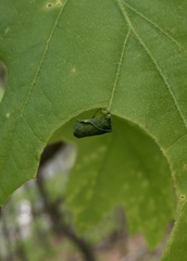 Homoeolabus analis
