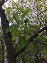 Homoeolabus analis