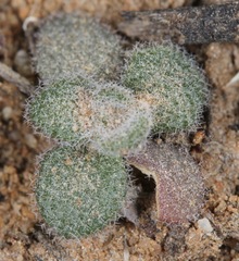 Tomostima cuneifolia