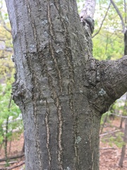 Homoeolabus analis