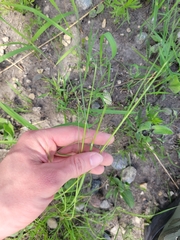 Hesperostipa spartea