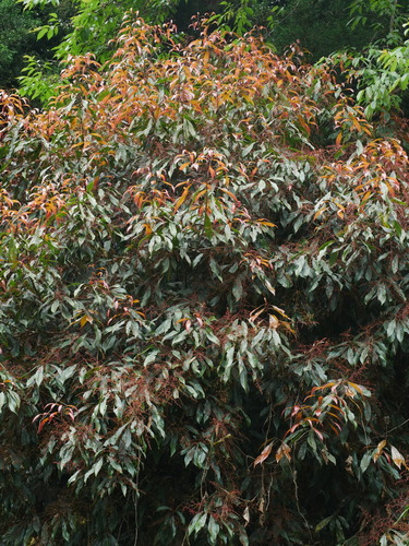 Image of Meliosma Callicarpifolia (Meliosma callicarpifolia) by (c) Jacy Chen, some rights reserved (CC BY)