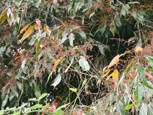 Image of Meliosma Callicarpifolia (Meliosma callicarpifolia) by (c) Jacy Chen, some rights reserved (CC BY)