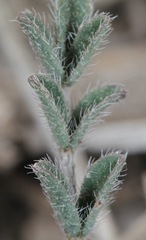 Astragalus nuttallianus austrinus