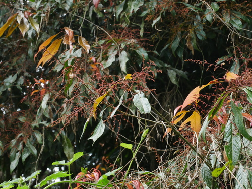 Image of Meliosma Callicarpifolia (Meliosma callicarpifolia) by (c) Jacy Chen, some rights reserved (CC BY)