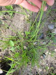 Hesperostipa spartea