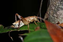 Tafalisca eleuthera