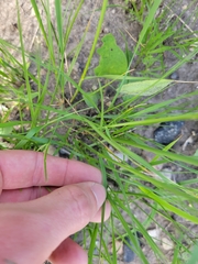Hesperostipa spartea