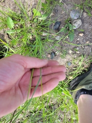 Hesperostipa spartea